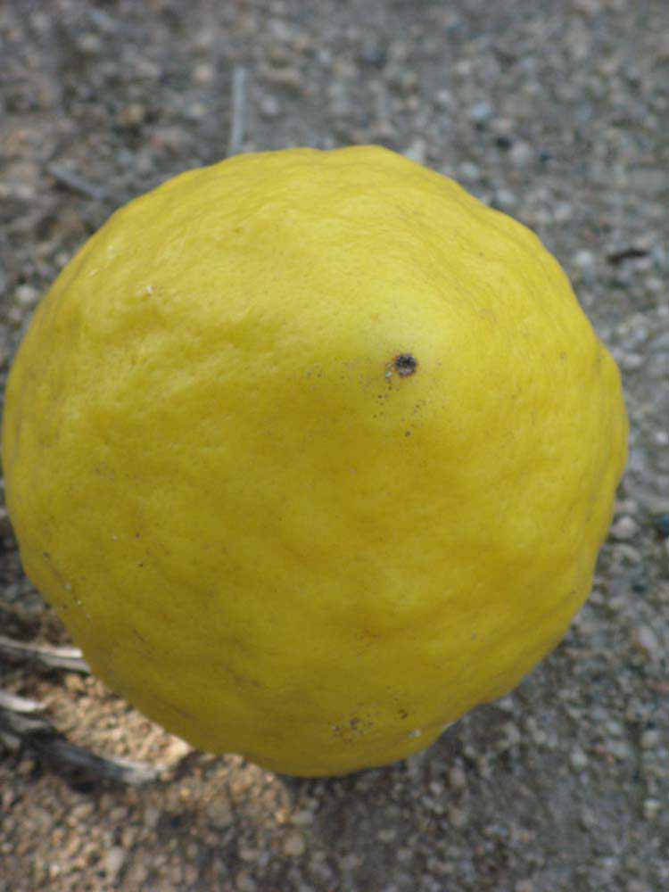            Fruit (Riverside, CA)   